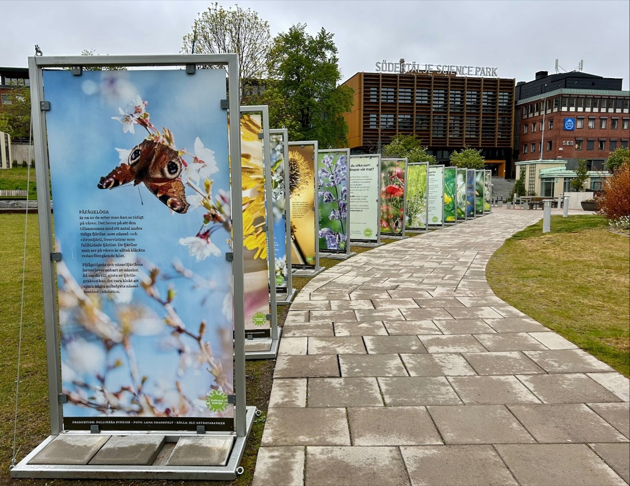 En del av utställningen Surr och biologisk mångfald framför Södertälje Science Park i Astraparken, 22 maj 2025.